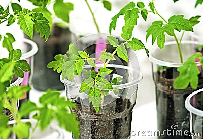 Tomato sprout with plastic cups Stock Photo