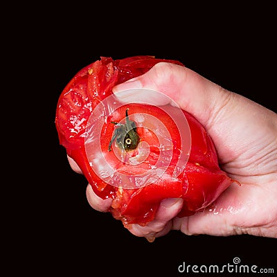 Hand squashing a juicy tomato Stock Photo