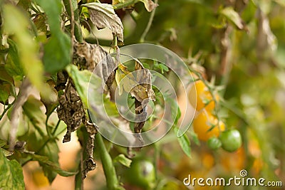 Diseases Of Tomato, late blight. Stock Photo