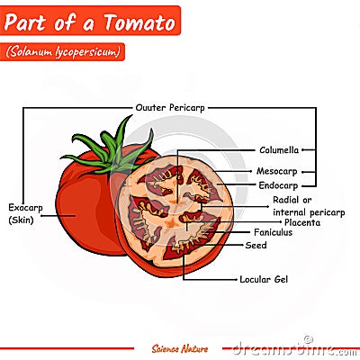 Part of a tomato Cartoon Illustration