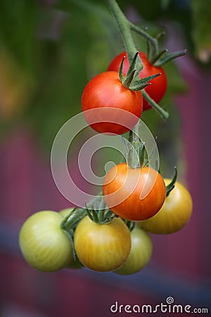 Tomato Stock Photo