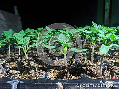 tomato tree seeds Stock Photo