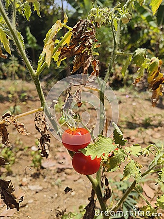 The tomato tree will die leaving behind 2 ripe fruit Stock Photo