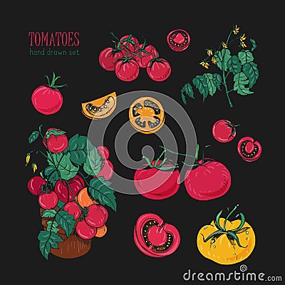 Tomato varieties, hand drawn set on black background. branch, flowers, bush, part in a cut. Colorful vector illustration Vector Illustration