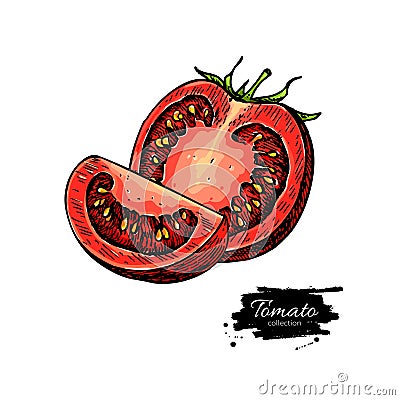 Tomato vector drawing. Isolated tomato and sliced piece. Vegetable Vector Illustration