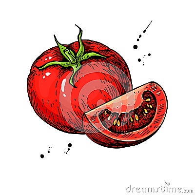 Tomato vector drawing. Isolated tomato and sliced piece. Vegetable Vector Illustration