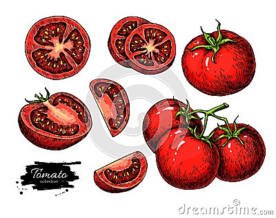 Tomato vector drawing set. Isolated tomato, sliced piece vegetables on branch Vector Illustration