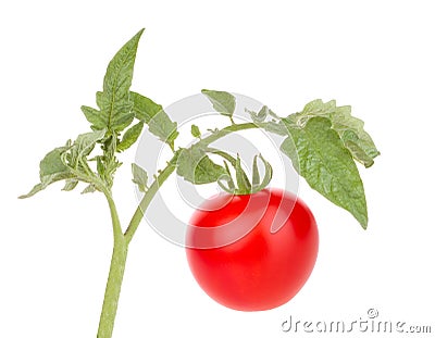 Tomato vegetable Stock Photo