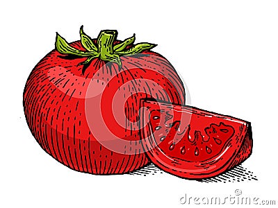 Tomato vegetable line art sketch raster Cartoon Illustration