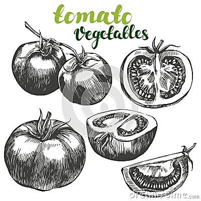 Tomato vegetable set hand drawn vector illustration realistic sketch Vector Illustration