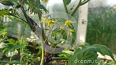 Tomatoe in bloom in greenhouse Stock Photo