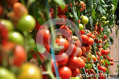 Tomatoes Stock Photo