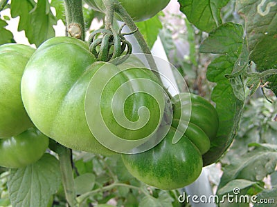 Tomatoes on Almeria greenhouse. Stock Photo
