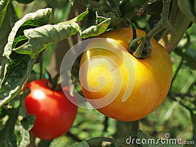 Tomatoes begin to ripen in the garden Stock Photo