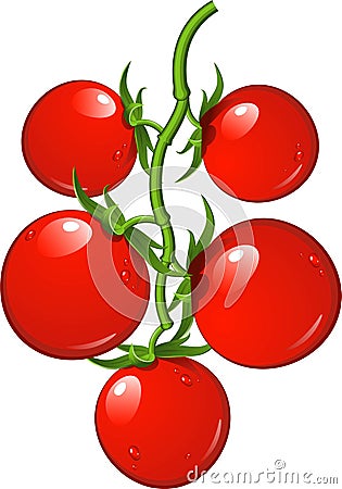 Tomatoes on a branch Vector Illustration