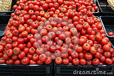 tomatoes bulk Stock Photo