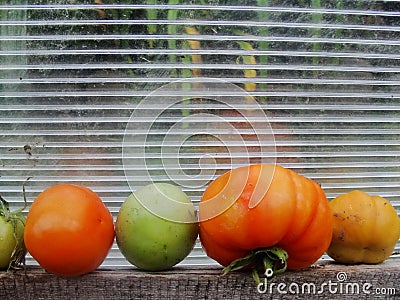 Tomatoes in the garden greenhouse. Stock Photo