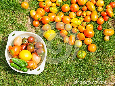 Tomatoes on the grass, harvest. Only ripped beef steak tomatoes on green grass. Studio photo. multi-colored tomatoes Stock Photo