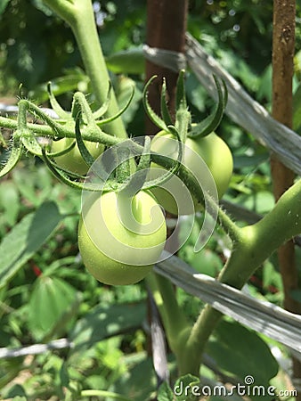 Tomatoes green Stock Photo