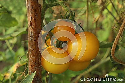 Tomatoes in the greenhouse. Stock Photo