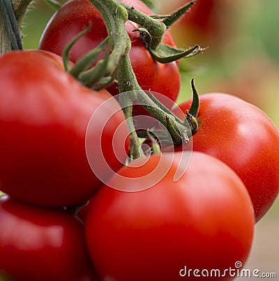 Tomatoes in a Greenhouse. Horticulture. Stock Photo