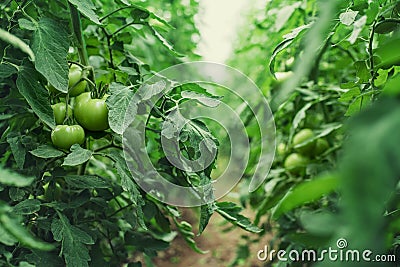 Tomatoes in a Greenhouse. Horticulture. Vegetables Stock Photo