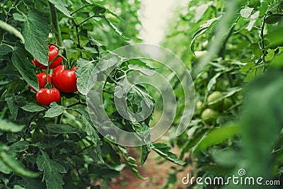 Tomatoes in a Greenhouse. Horticulture. Vegetables Stock Photo