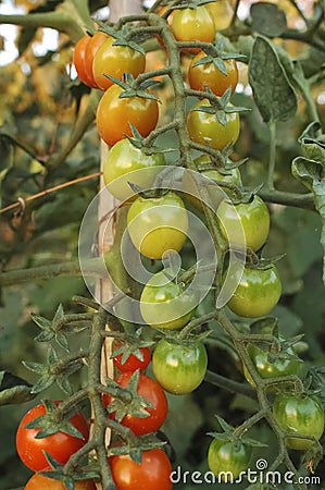 Tomatoes grown in a horticulture Stock Photo