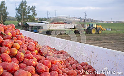 Tomatoes just harvested loaded at gondola trailer to be towed by tractor Stock Photo