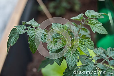 Tomatoes leaves in a vegetable garden Stock Photo