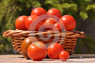 Tomatoes Stock Photo