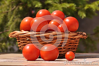 Tomatoes Stock Photo