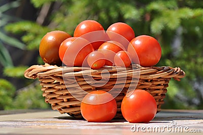 Tomatoes Stock Photo