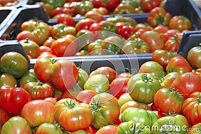 Tomatoes in market raff tomato vegetable Stock Photo
