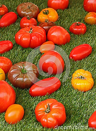 Tomatoes of old varieties in presentation on an artificial turf Stock Photo