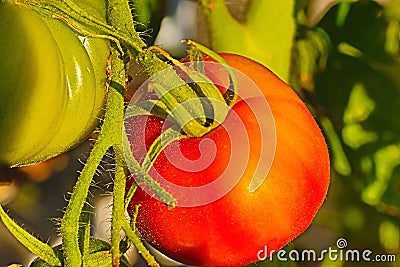 Tomatoes in the process of ripening on the plant. Stock Photo