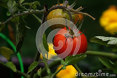 Tomatoes in the rain Stock Photo
