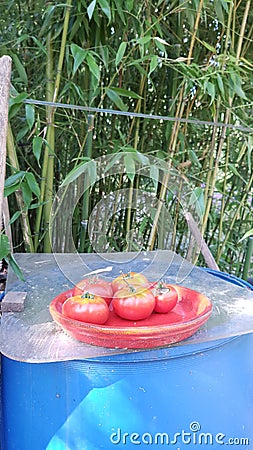 Tomatoes in red plat Stock Photo