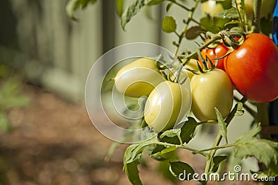 Tomatoes Ripe Stock Photo