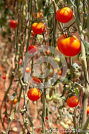 Cerry tomatoes at a farm ready to harvest Stock Photo