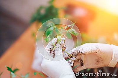 Tomatoes seedlings at hands in gloves keep sprout is going o plant into plastic pot, transportayion before olant in Stock Photo