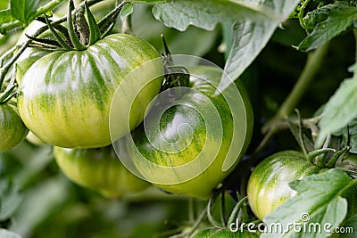 Tomatoes Solanum Lycopersicum Stock Photo