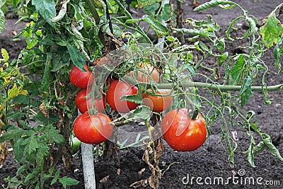 Tomatoes on stem Stock Photo