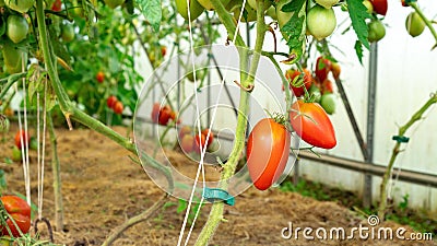 Tomatoes are tied to support devices in a glasshouse. How to stake tomatoe plant. Ways to tie vegetables in a greenhouse. Tomatoes Stock Photo