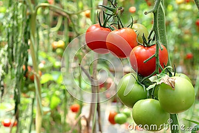 Tomatoes on Tree Stock Photo