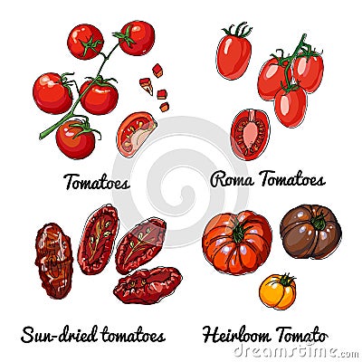 Tomatoes. Vector food icons of vegetables. Colored sketch of food products. Roma tomatoes, sun dried tomatoes, heiloom Vector Illustration