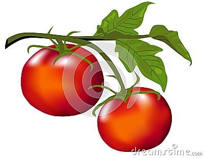 Tomatoes on the Vine Vector Illustration