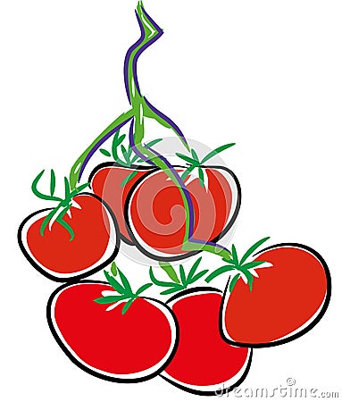 Tomatoes on the Vine Vector Illustration