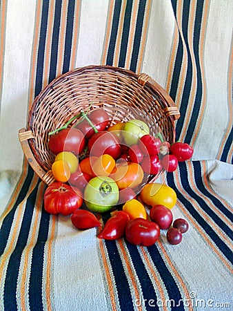 Tomatoes in wooden baslet 6 Stock Photo