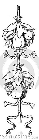 Tomb of Louis XVII Cluster is a fruit Festoon design found in St. Denis, vintage engraving Vector Illustration